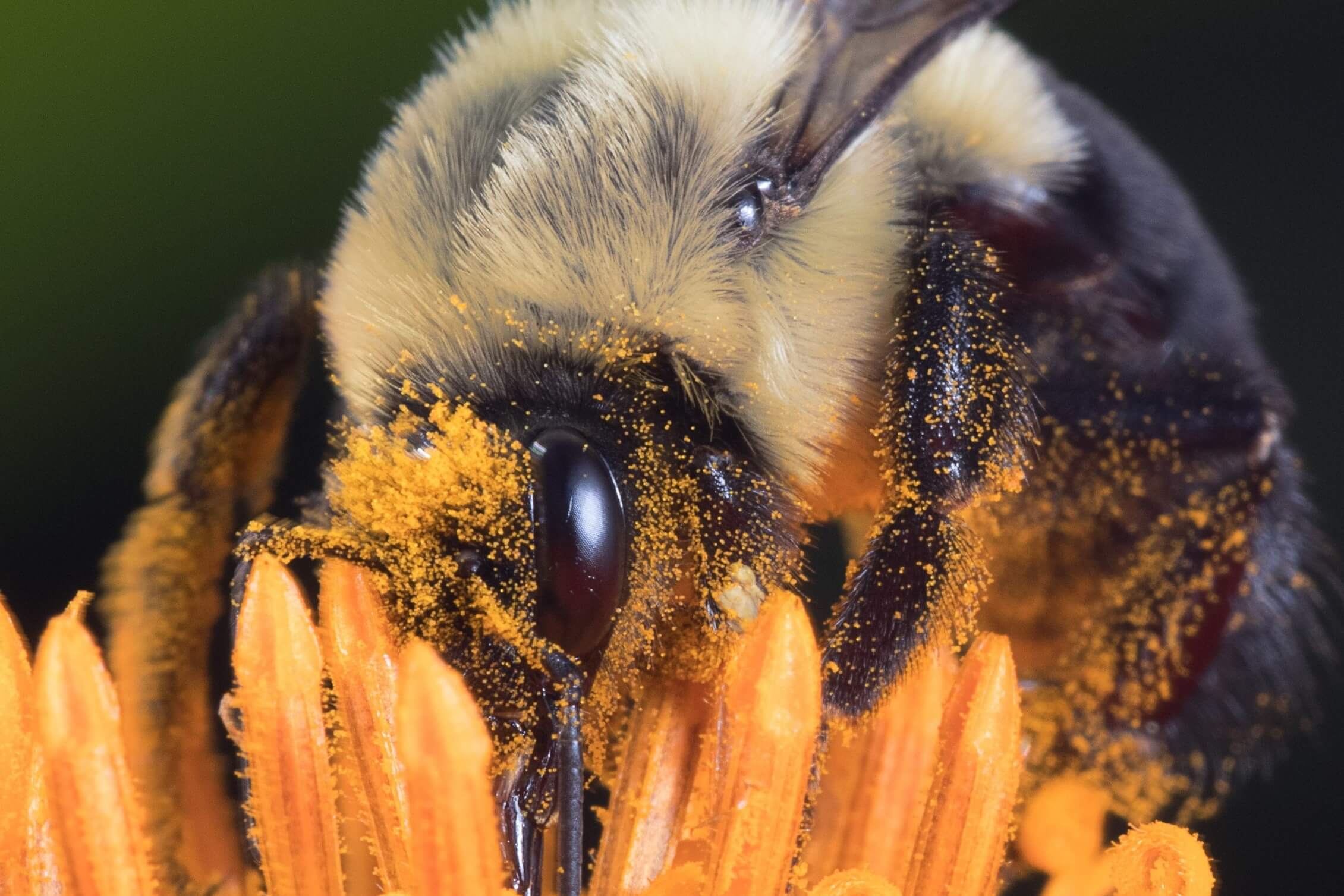 bee team member