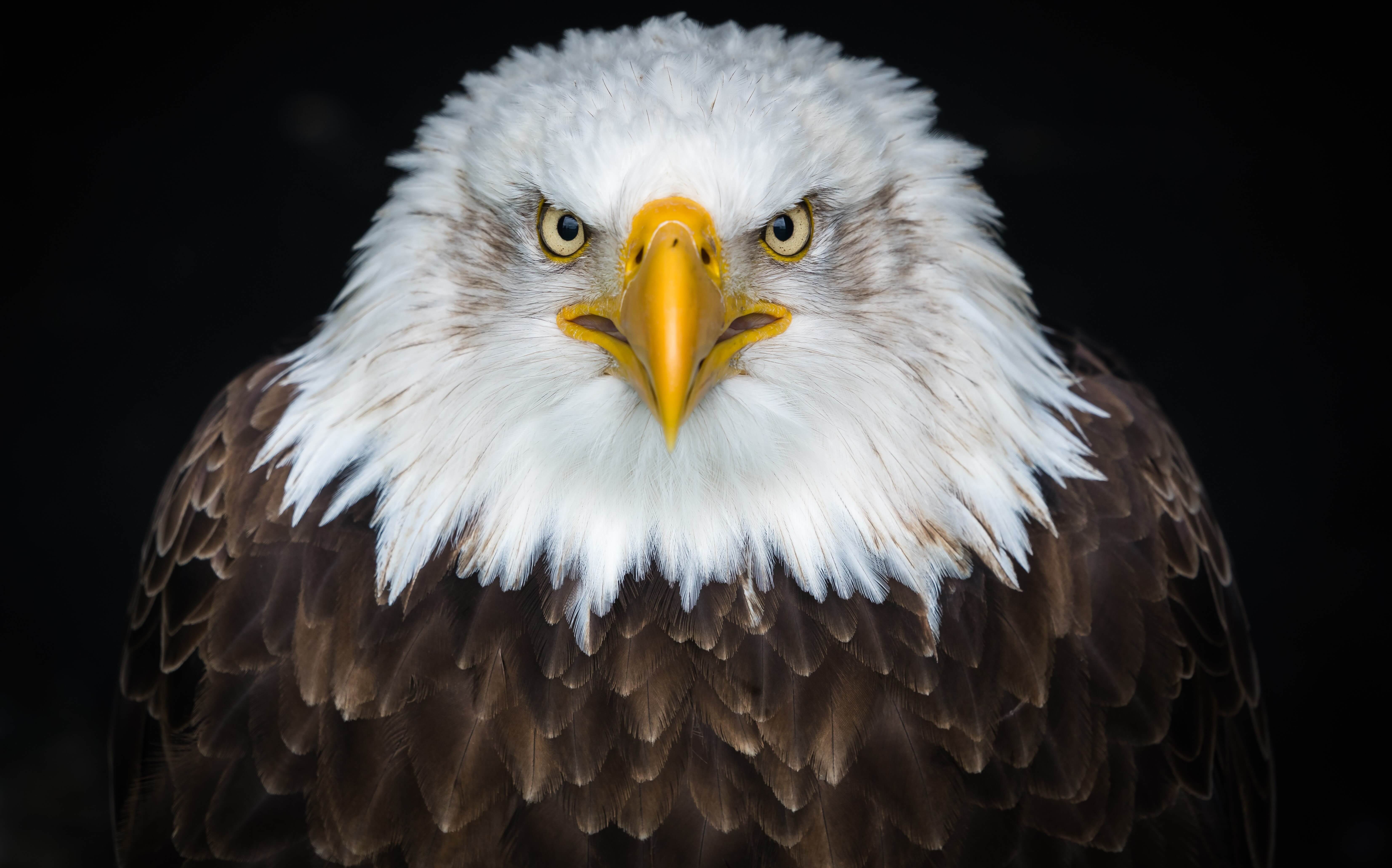 eagle team member