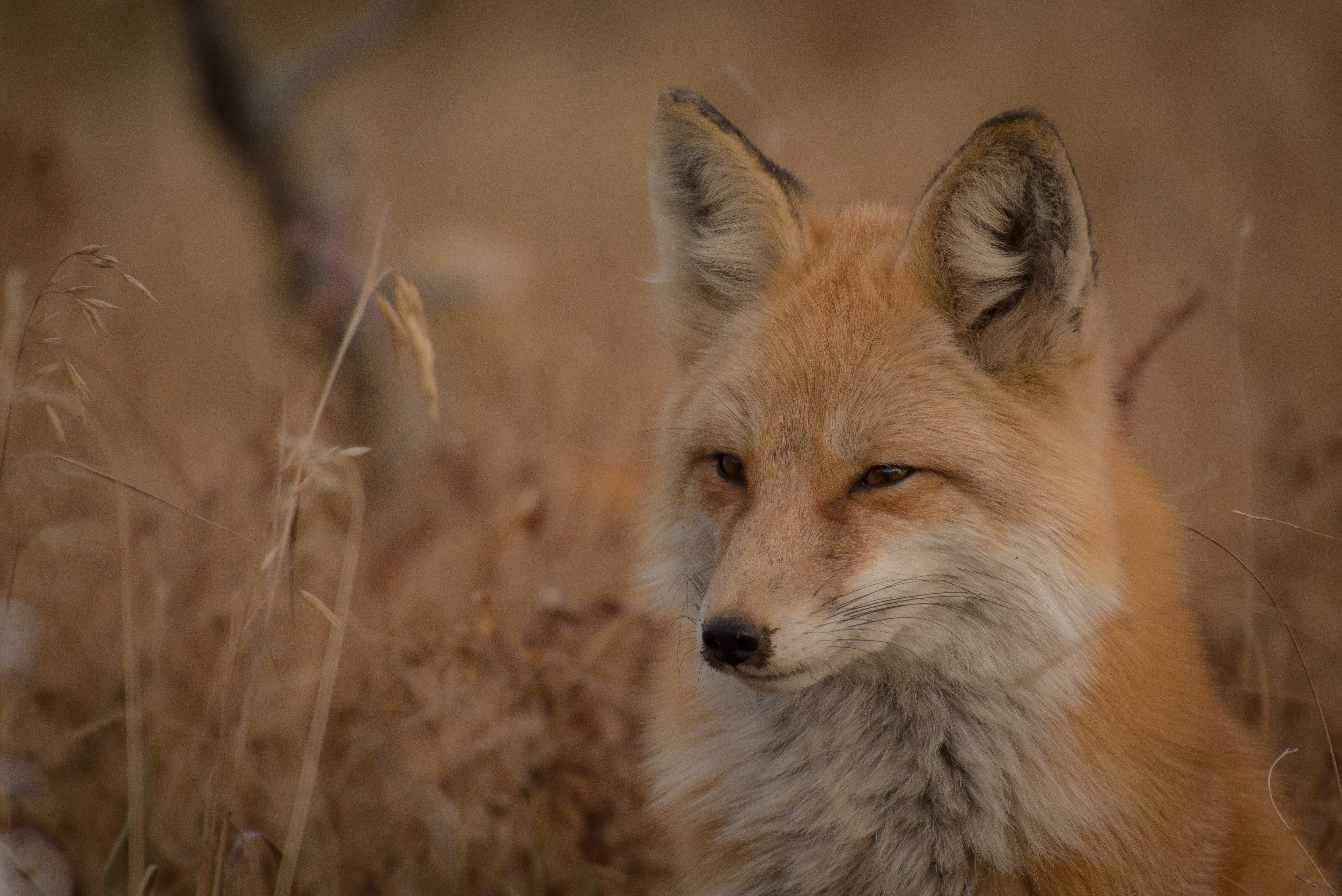 Fox team member