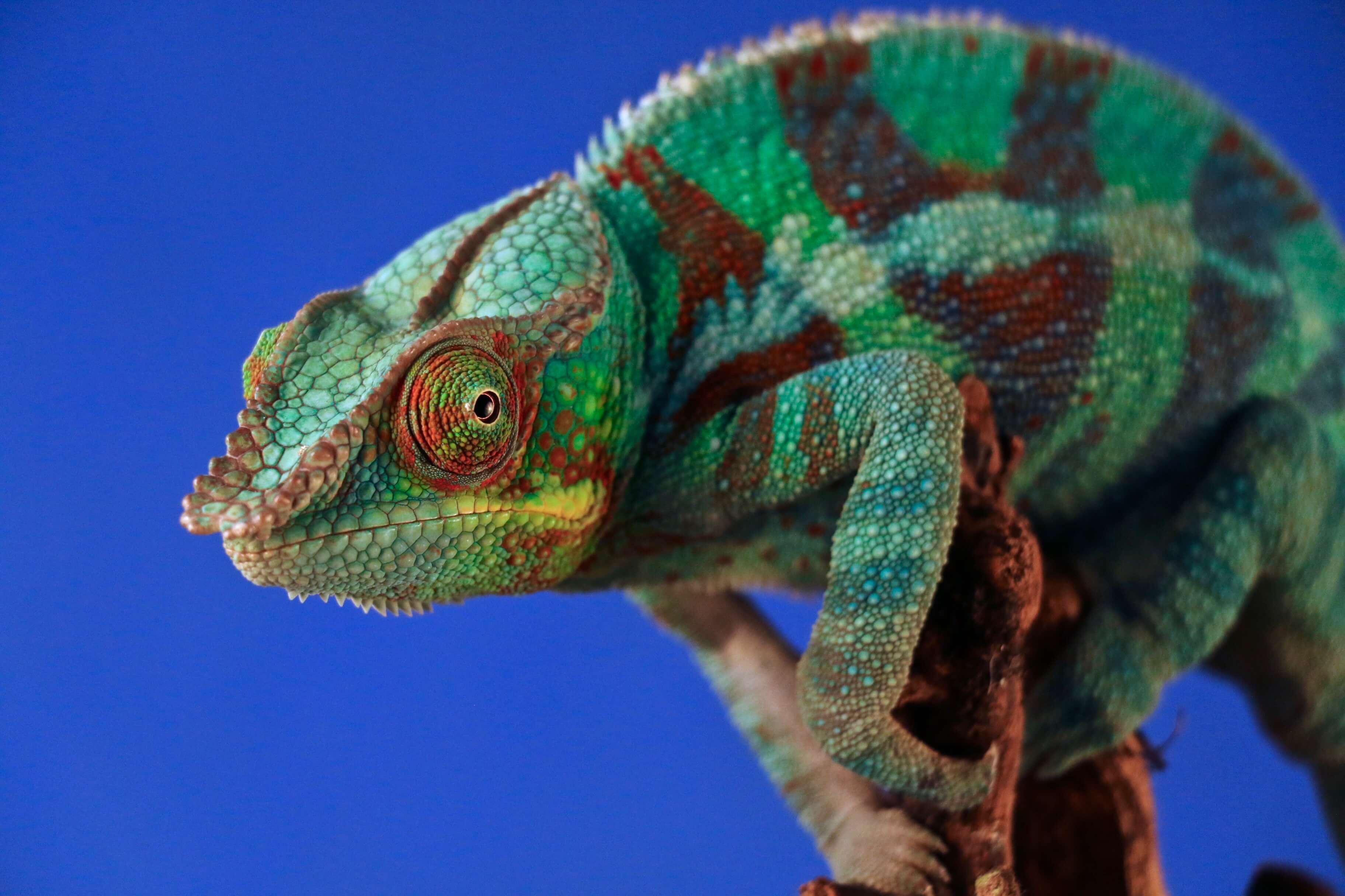 Chameleon team member