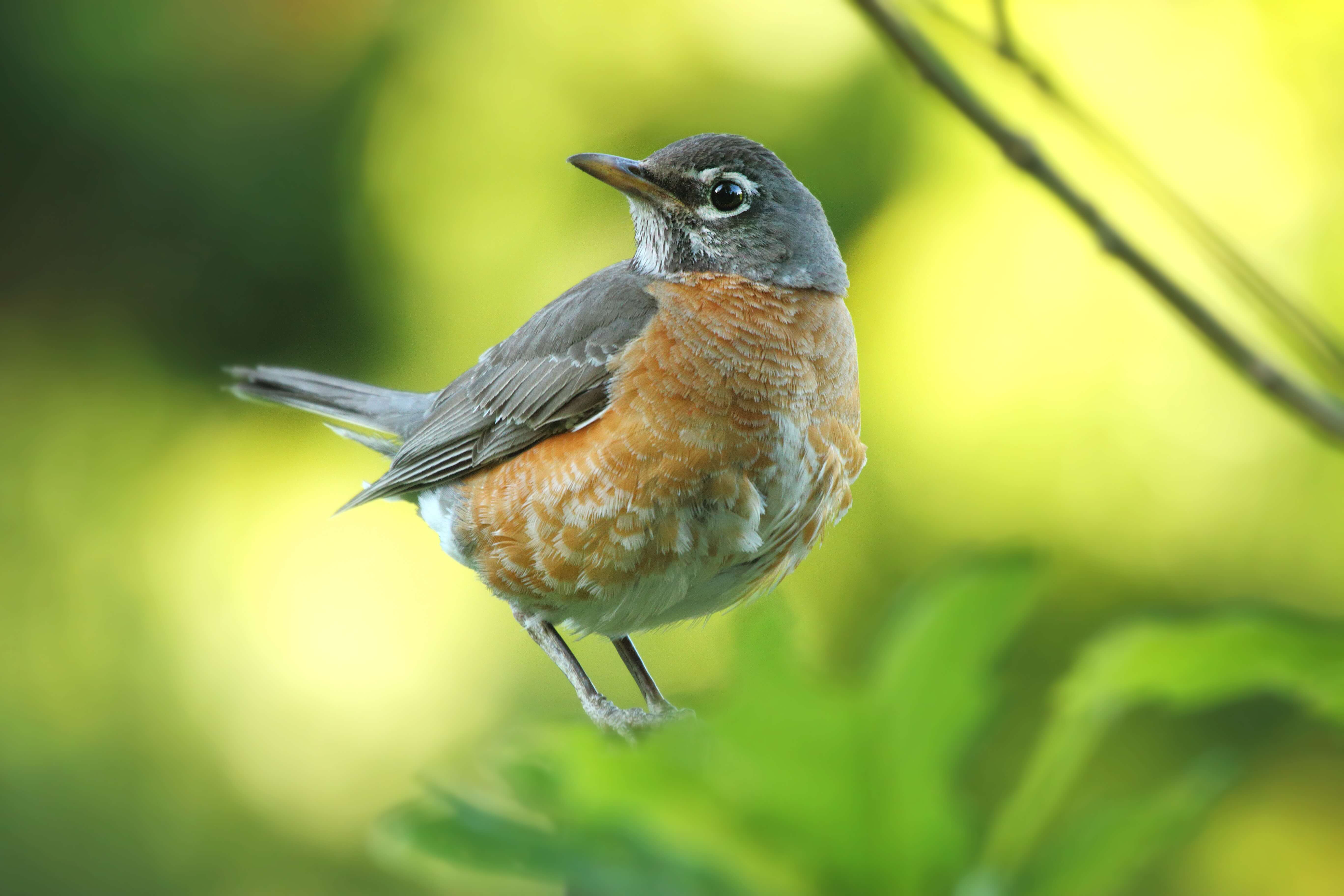 Robin team member