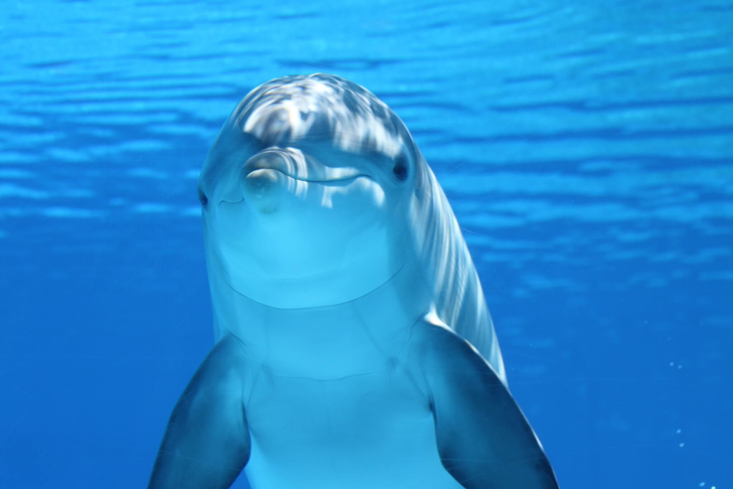 dolphin team member